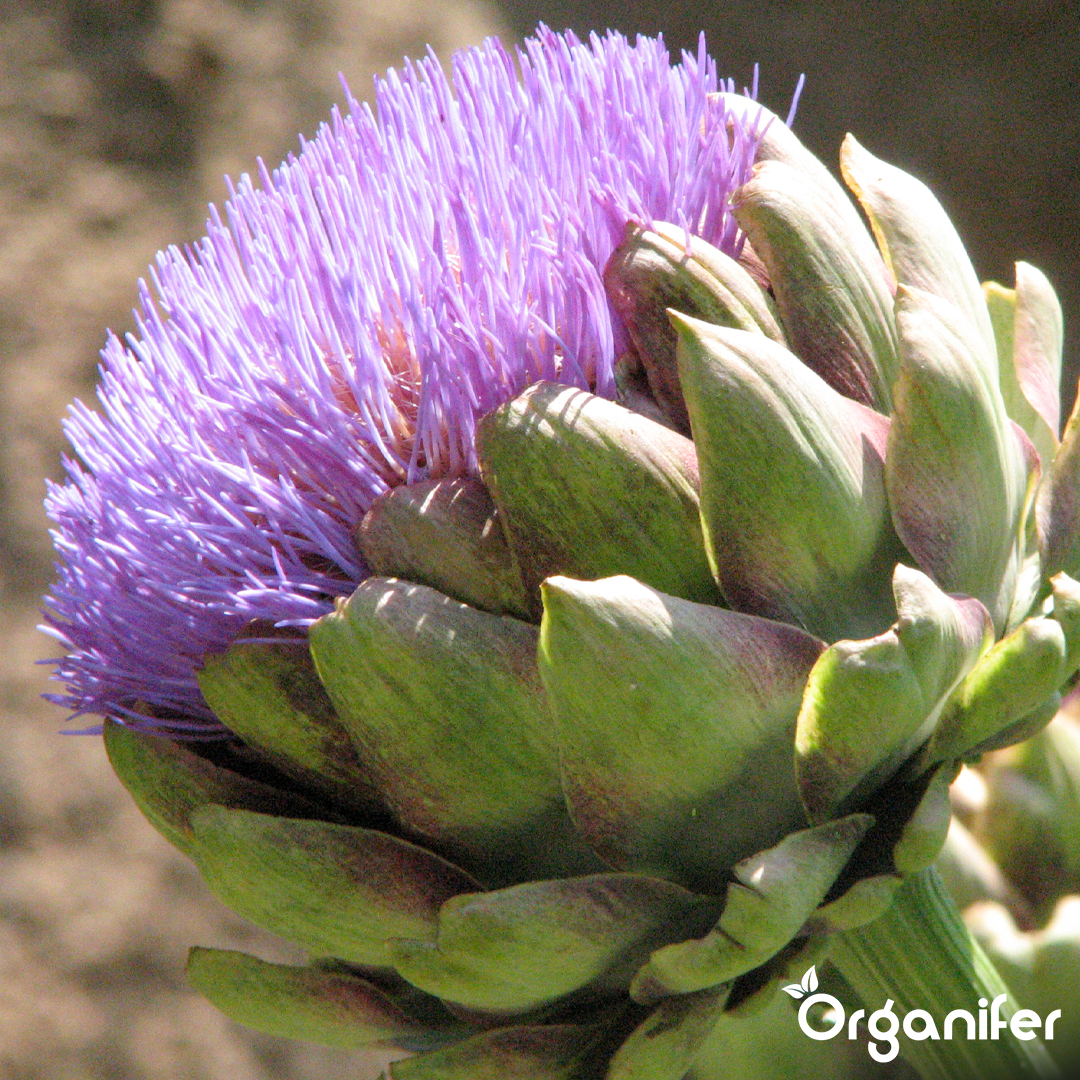 liquid fertiliser artichoke