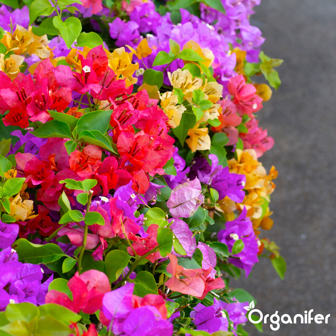 bougainvillea liquid fertiliser