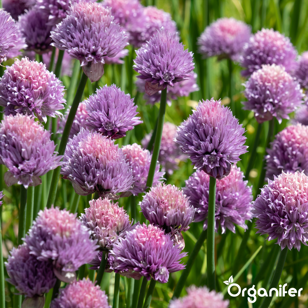 liquid fertiliser chive