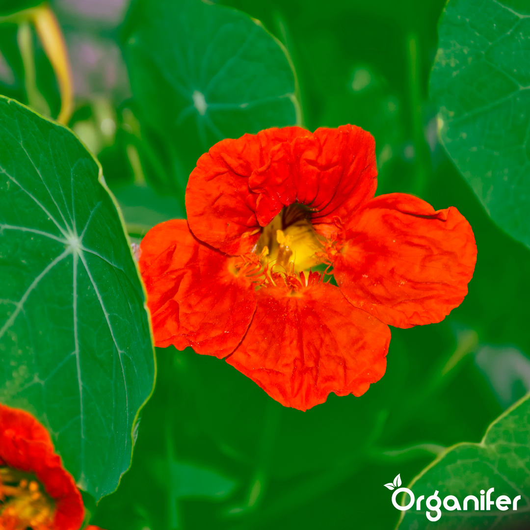 engrais liquide pour capucine - Lot de 2x1 litre