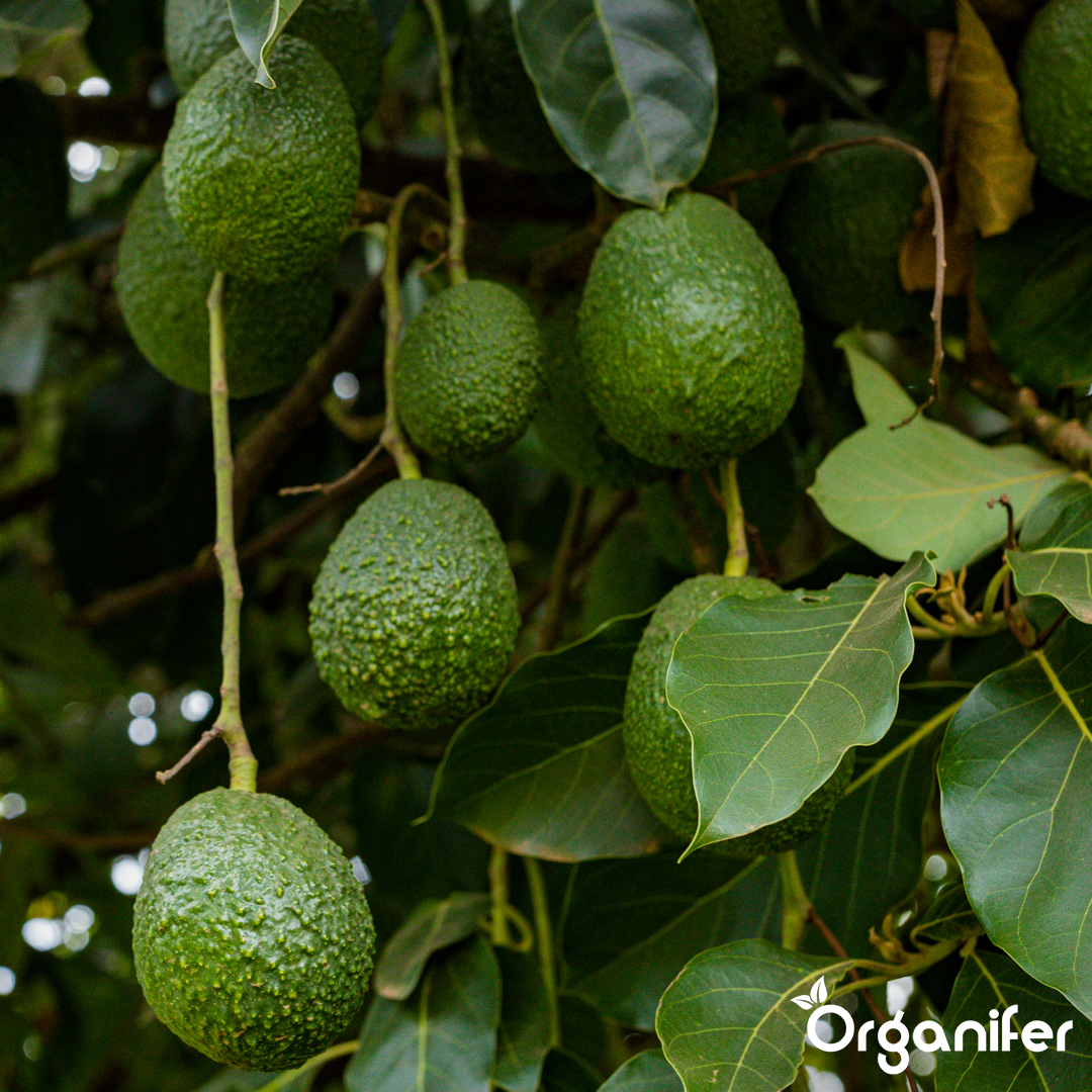liquid fertiliser avocado
