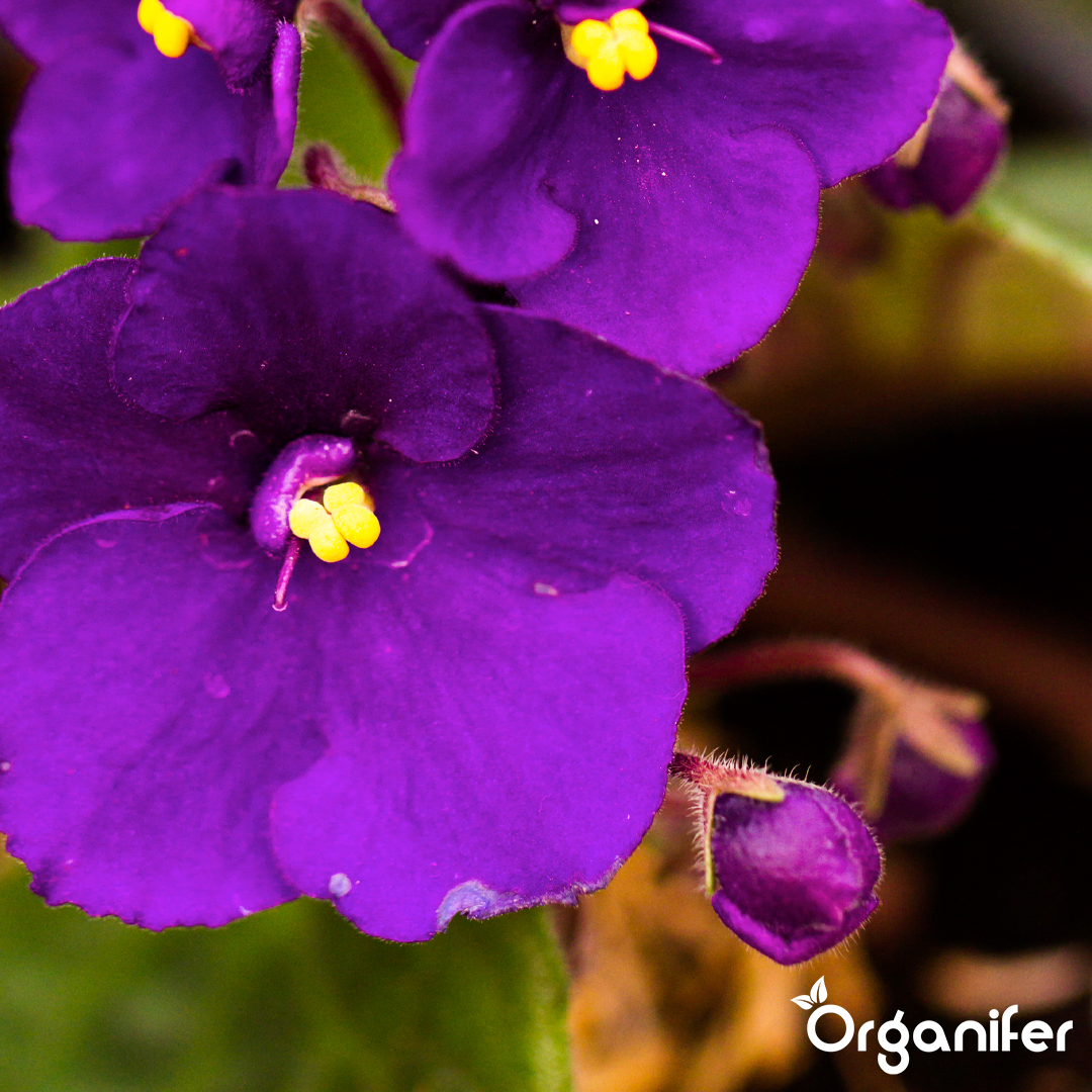 African violet