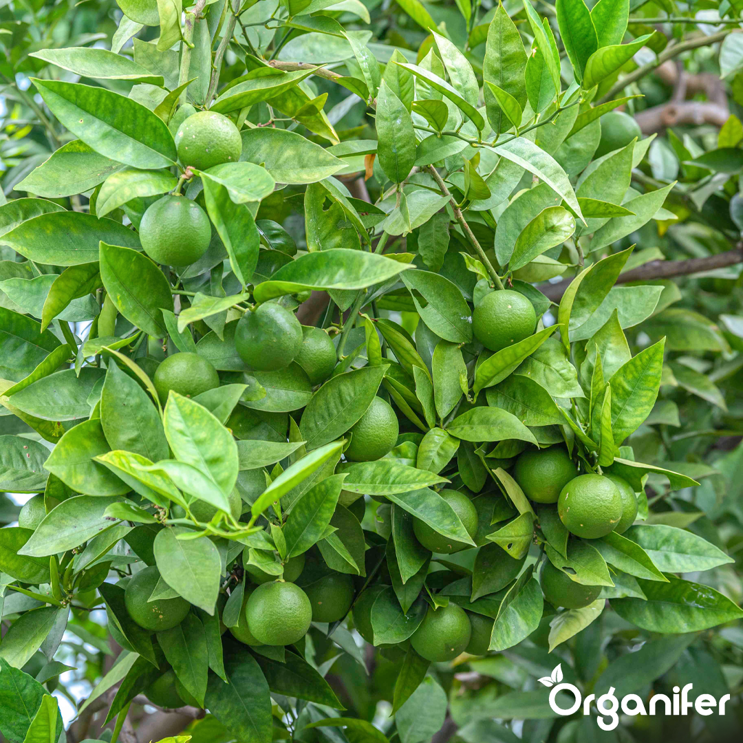 Concime liquido per tiglio - 10 litri