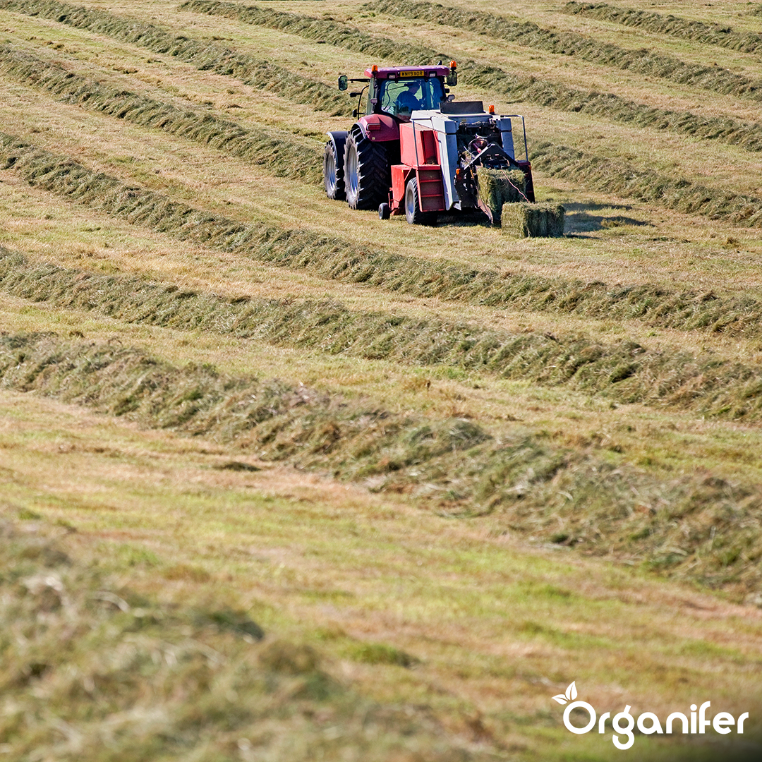Semences de graminées pour foin - Herbe pour foin et ensilage (10x = 150 kg pour 2,5 ha)