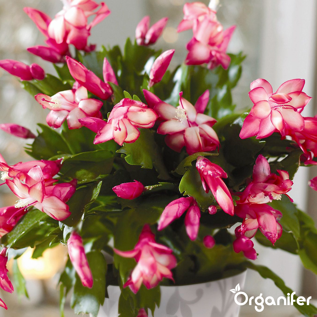 Christmas Cactus
