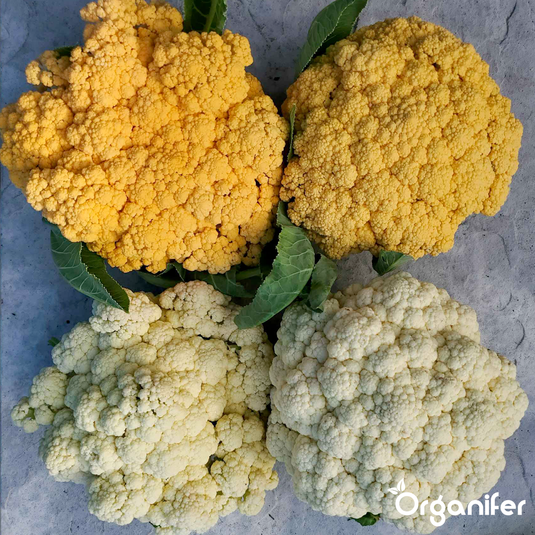 liquid fertiliser cauliflower