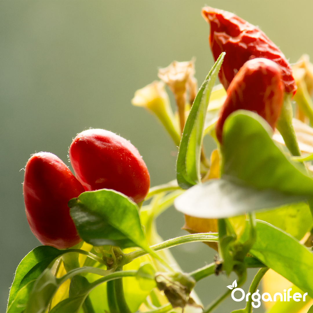 liquid fertiliser chili