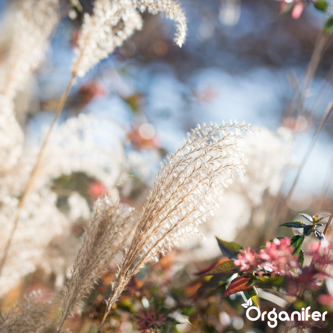 liquid fertiliser Chinese reed