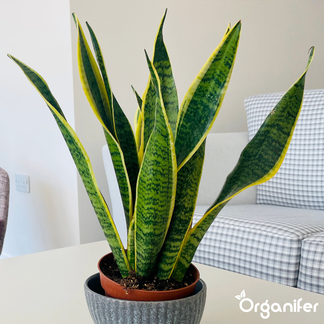 liquid fertiliser Bow hemp