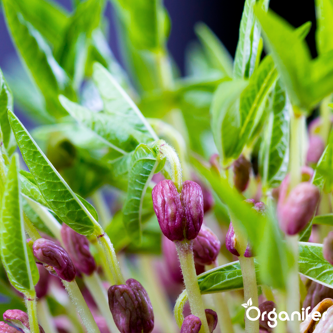 liquid fertiliser bean