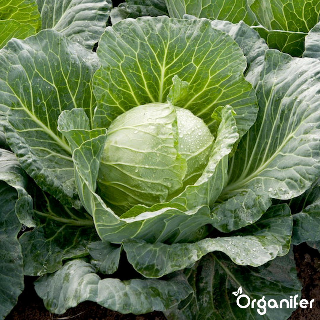liquid fertiliser cabbage