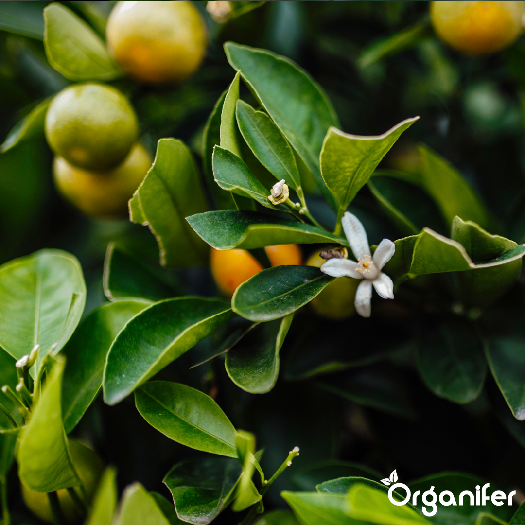 Calamondin