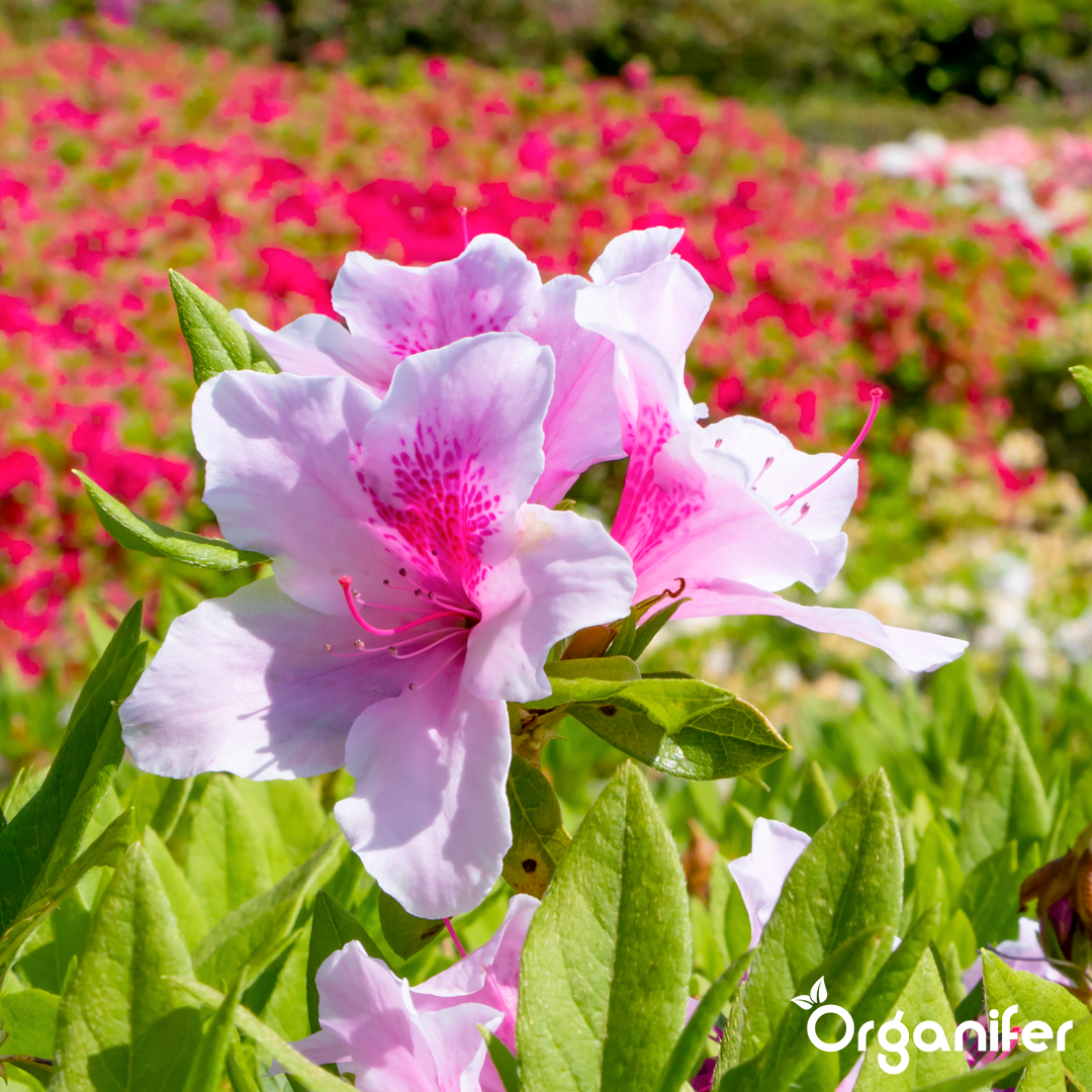 liquid fertiliser Azalea