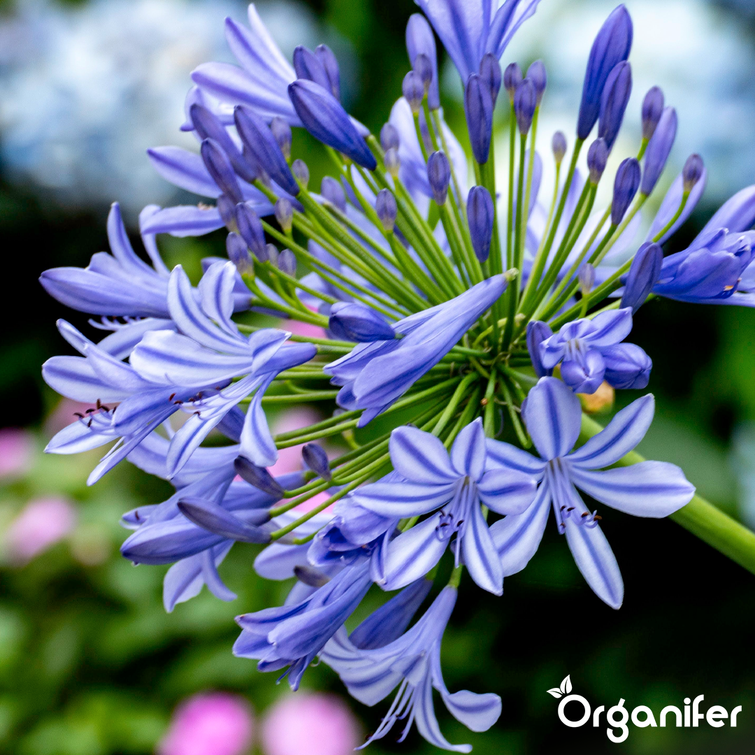 Agapanthus