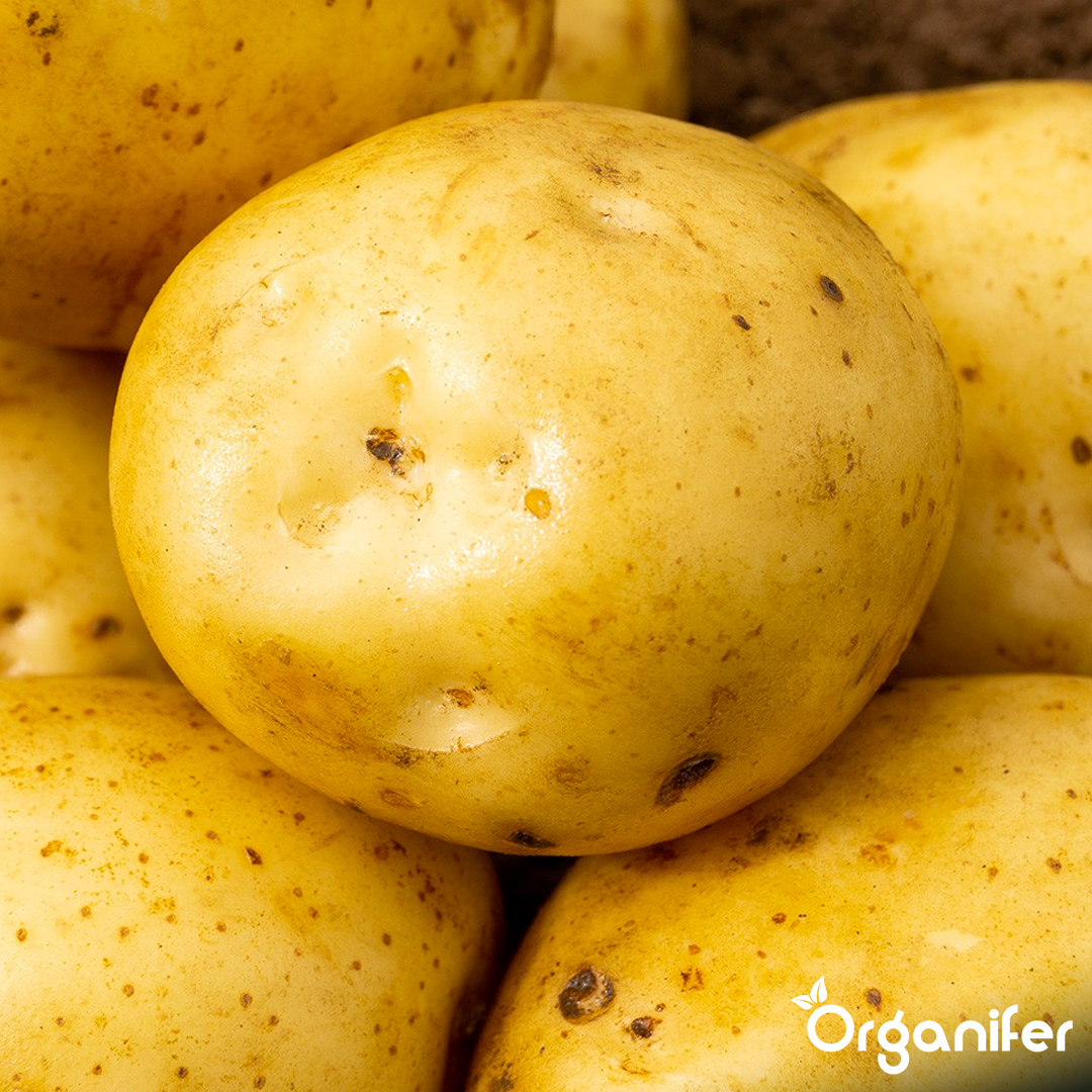 Seed Potatoes Première