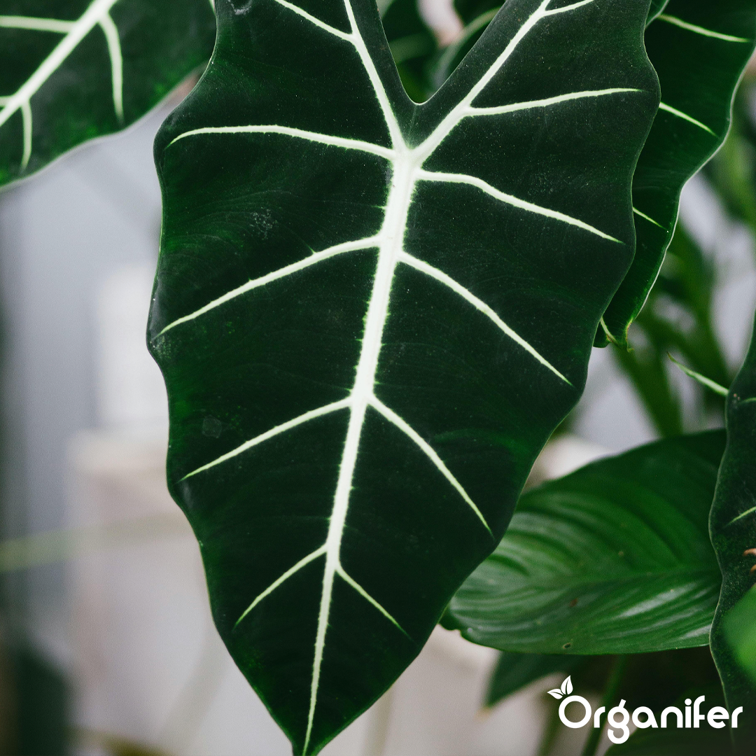 liquid fertiliser Alocasia