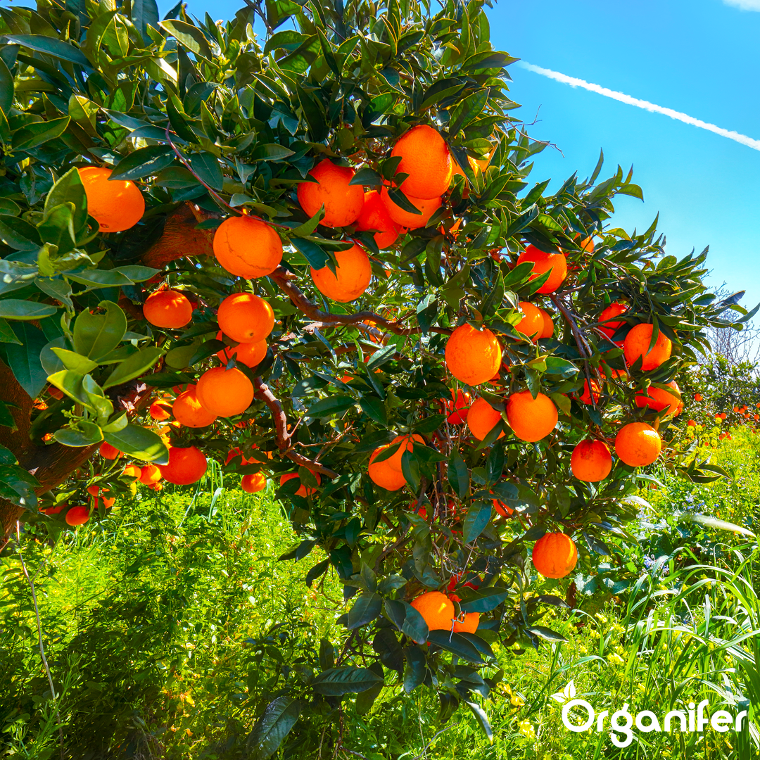 liquid fertiliser citrus