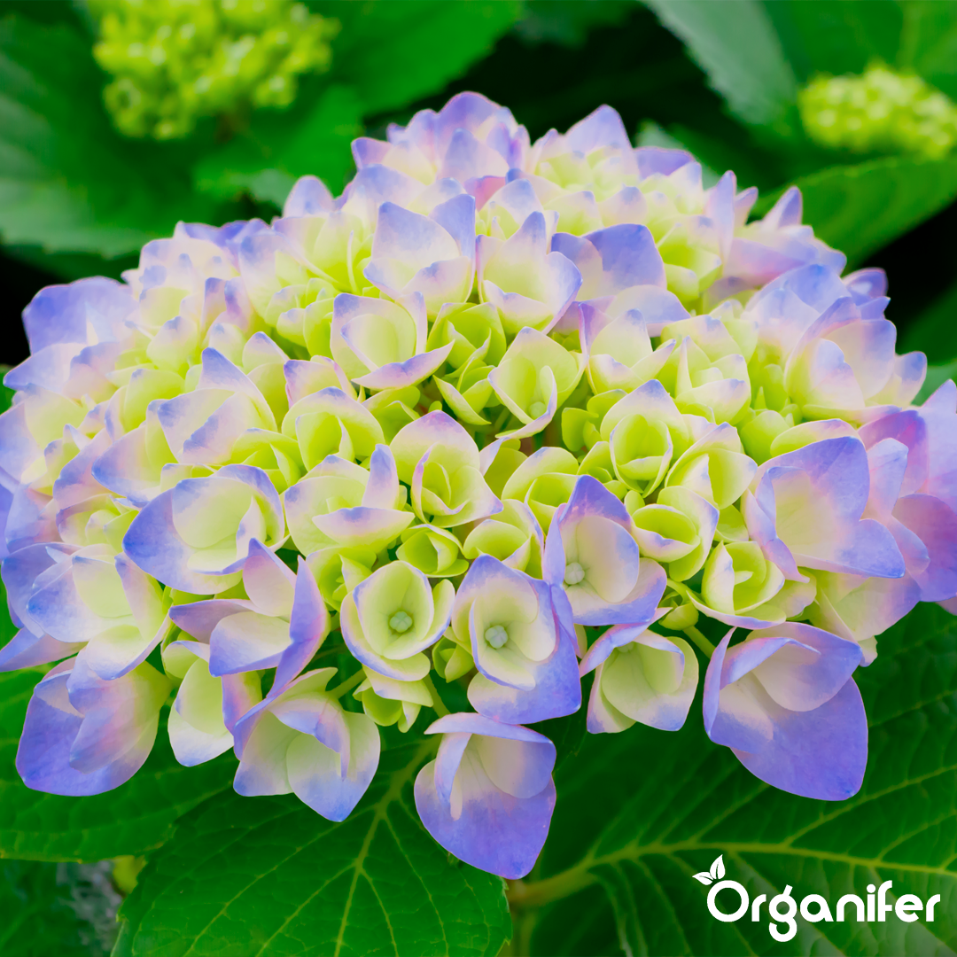 4 Hydrangea