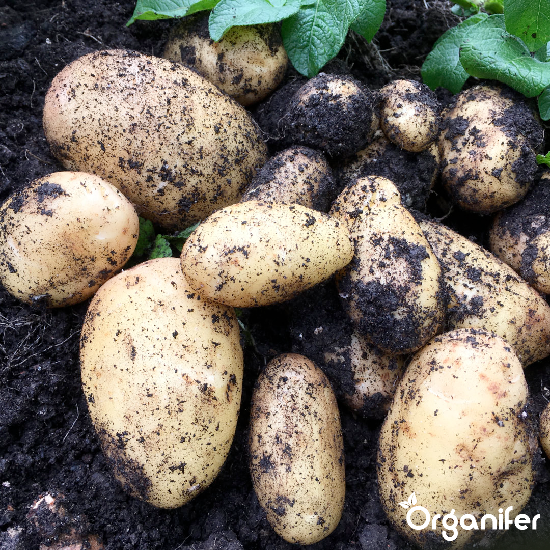 Seed Potatoes Nicola A