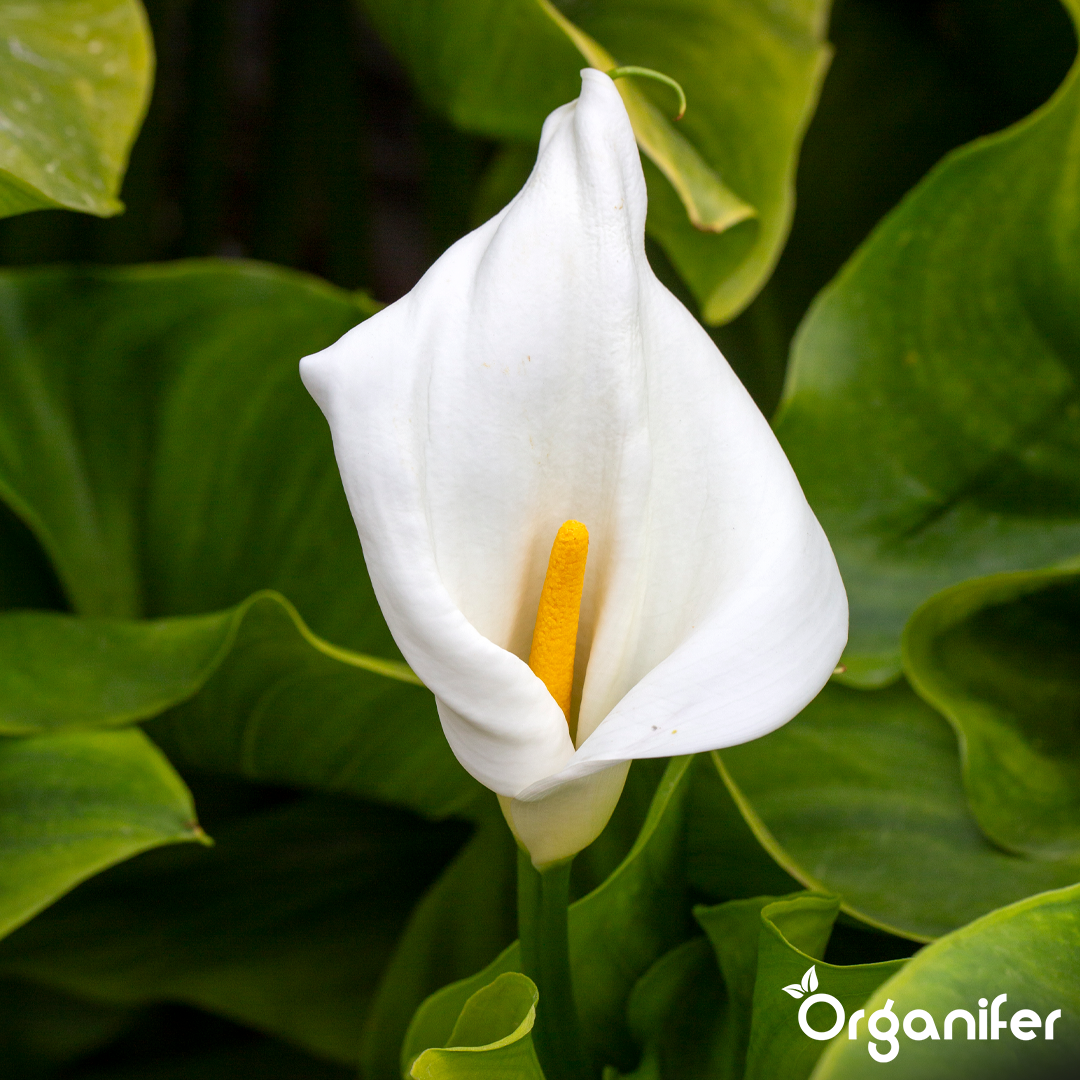 liquid fertiliser Calla