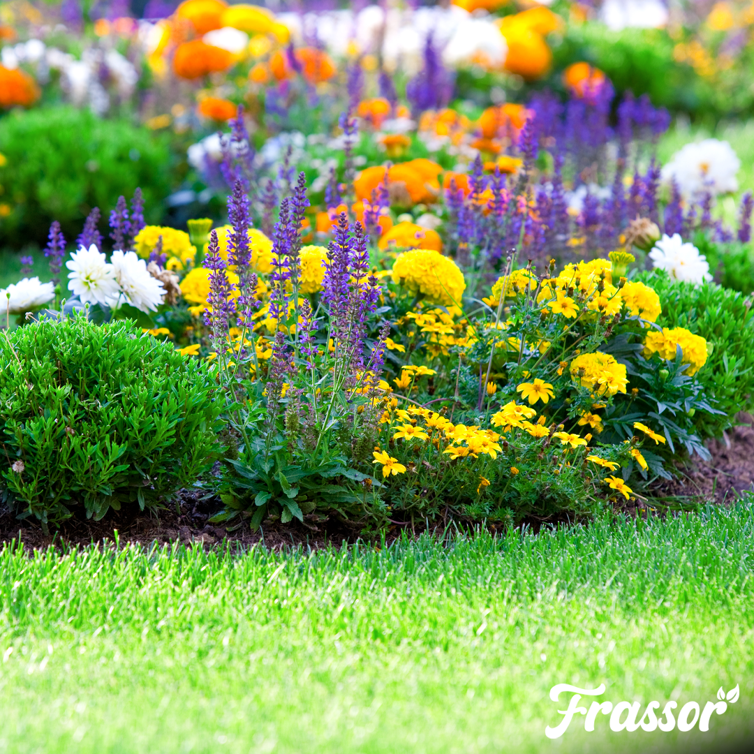 Frassor Border All-in-One