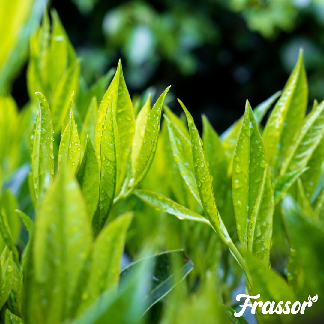 Frassor Leaf Vital 1 L