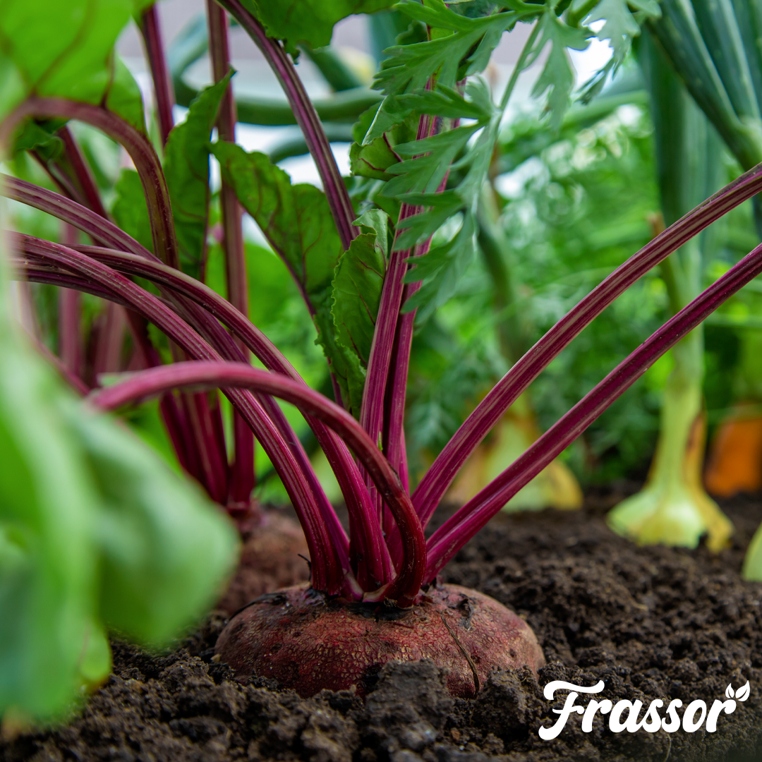 4 frassor soil vital english