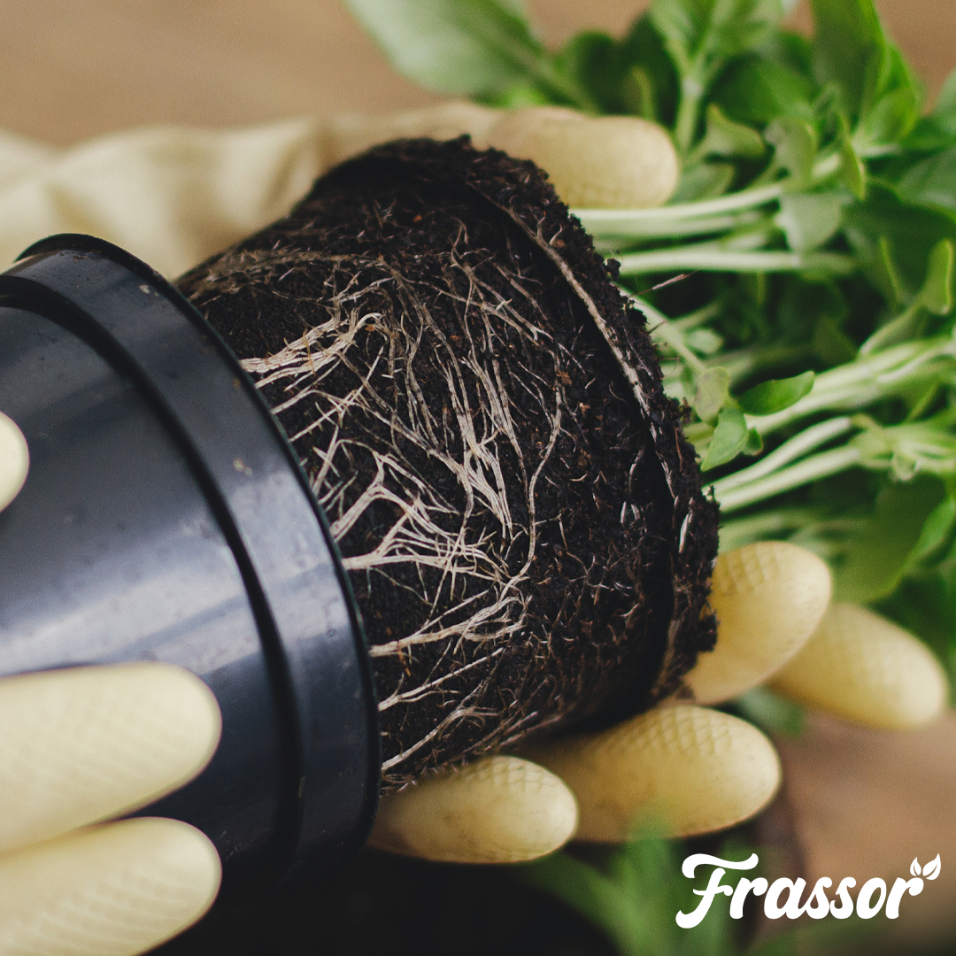 4 frassor root balance english