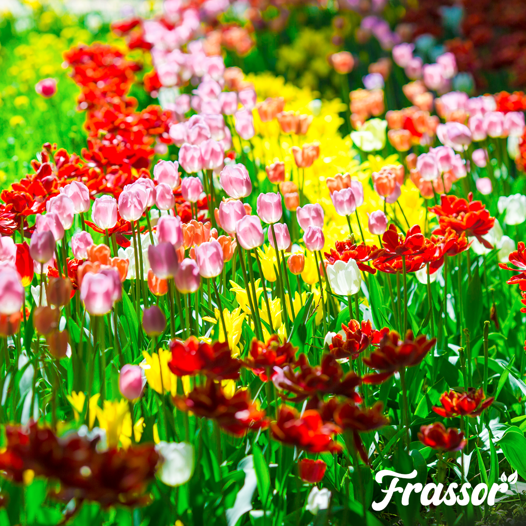 4 frassor plant resilience english