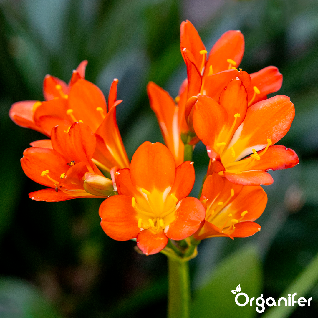 liquid fertiliser Clivia
