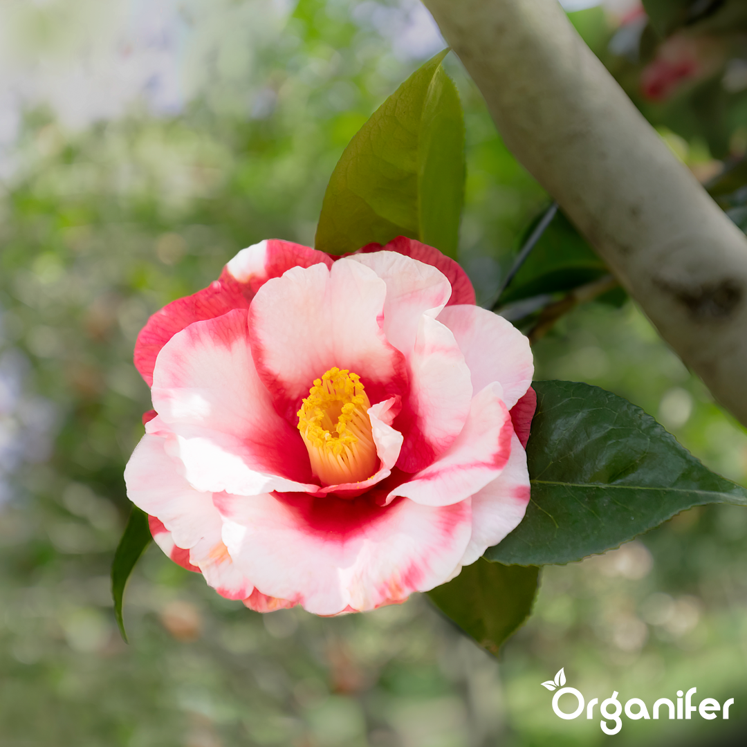 liquid fertiliser Camellia