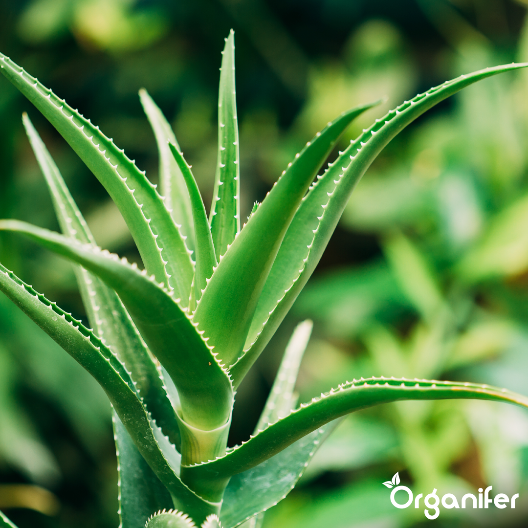 liquid fertiliser Aloe Vera