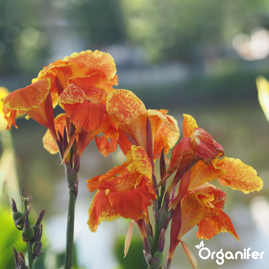 liquid fertiliser Canna