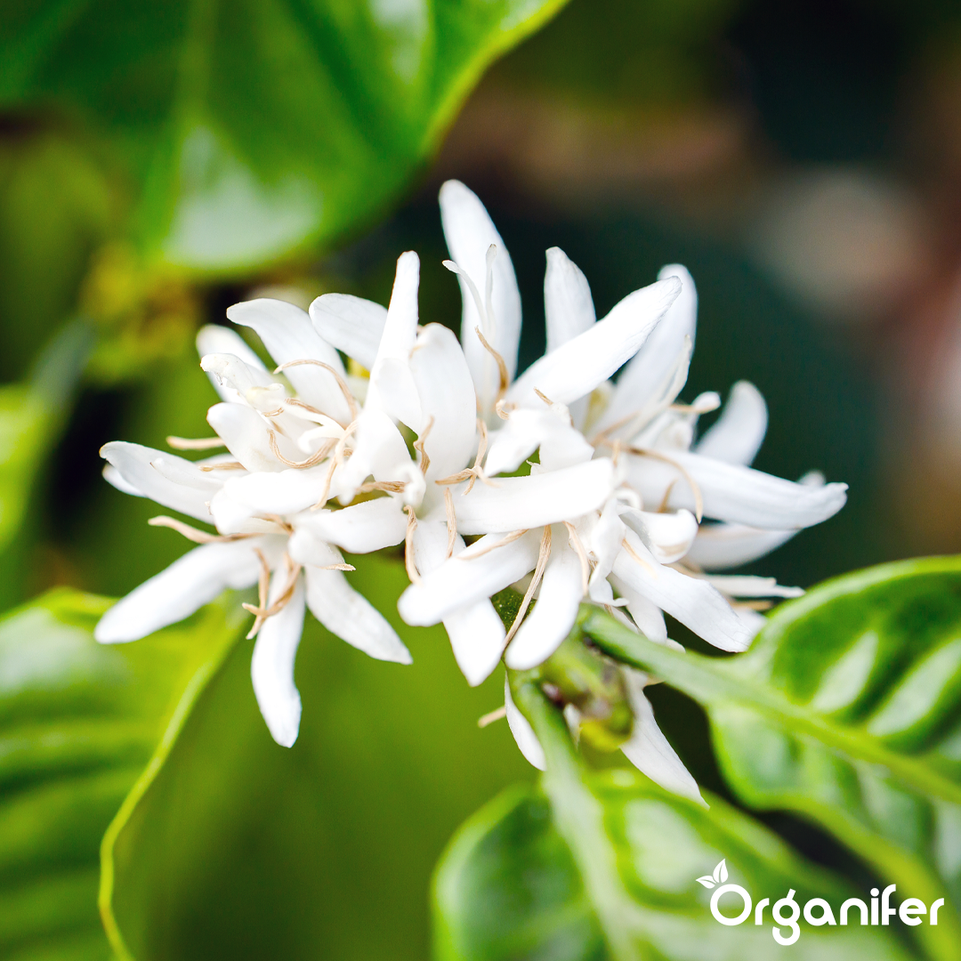 liquid fertiliser Coffee plant