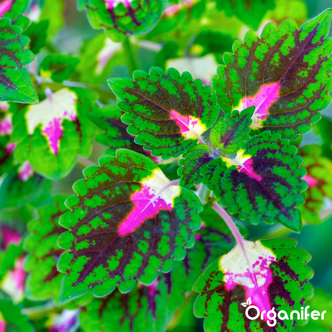 liquid fertiliser Coleus