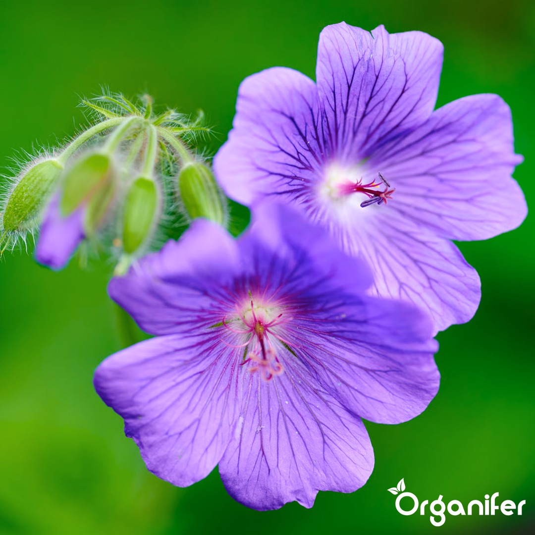 liquid fertiliser Cranesbill