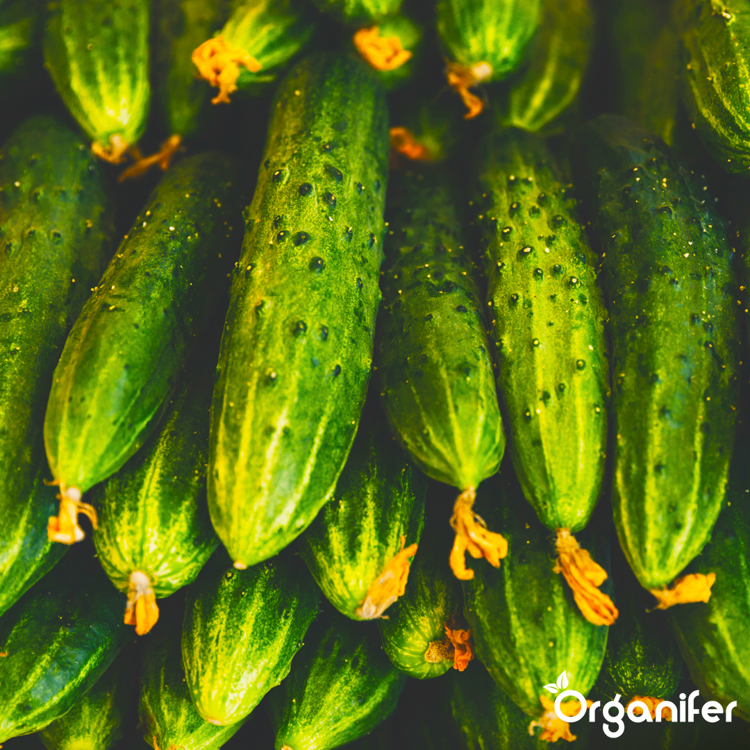 liquid fertiliser cucumber
