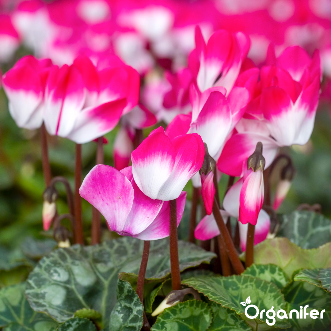 liquid fertiliser Cyclamen
