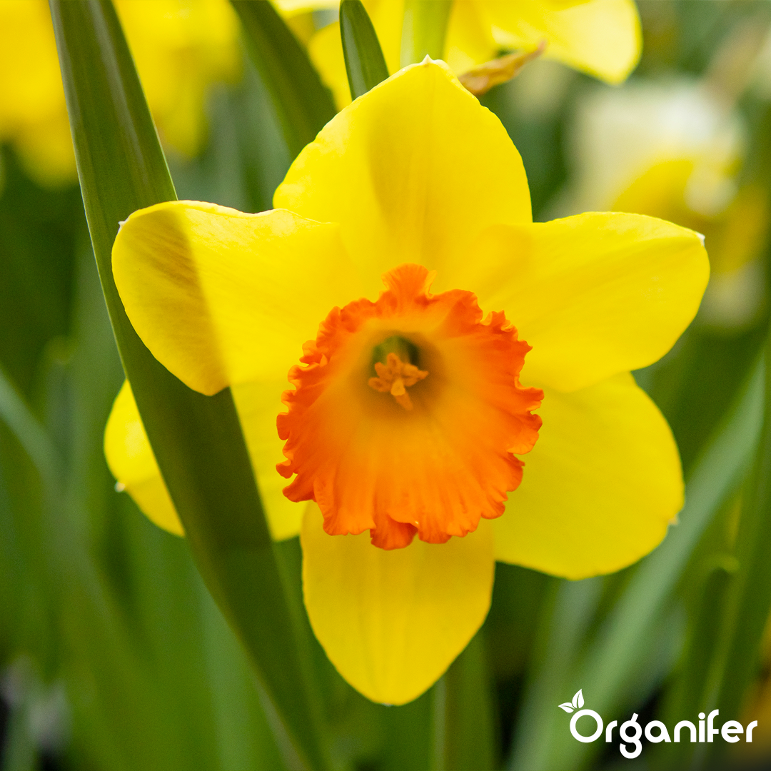 liquid fertiliser Daffodil