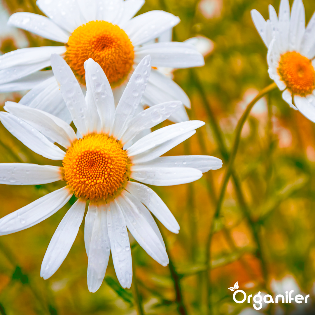 4 liquid fertiliser Daisy