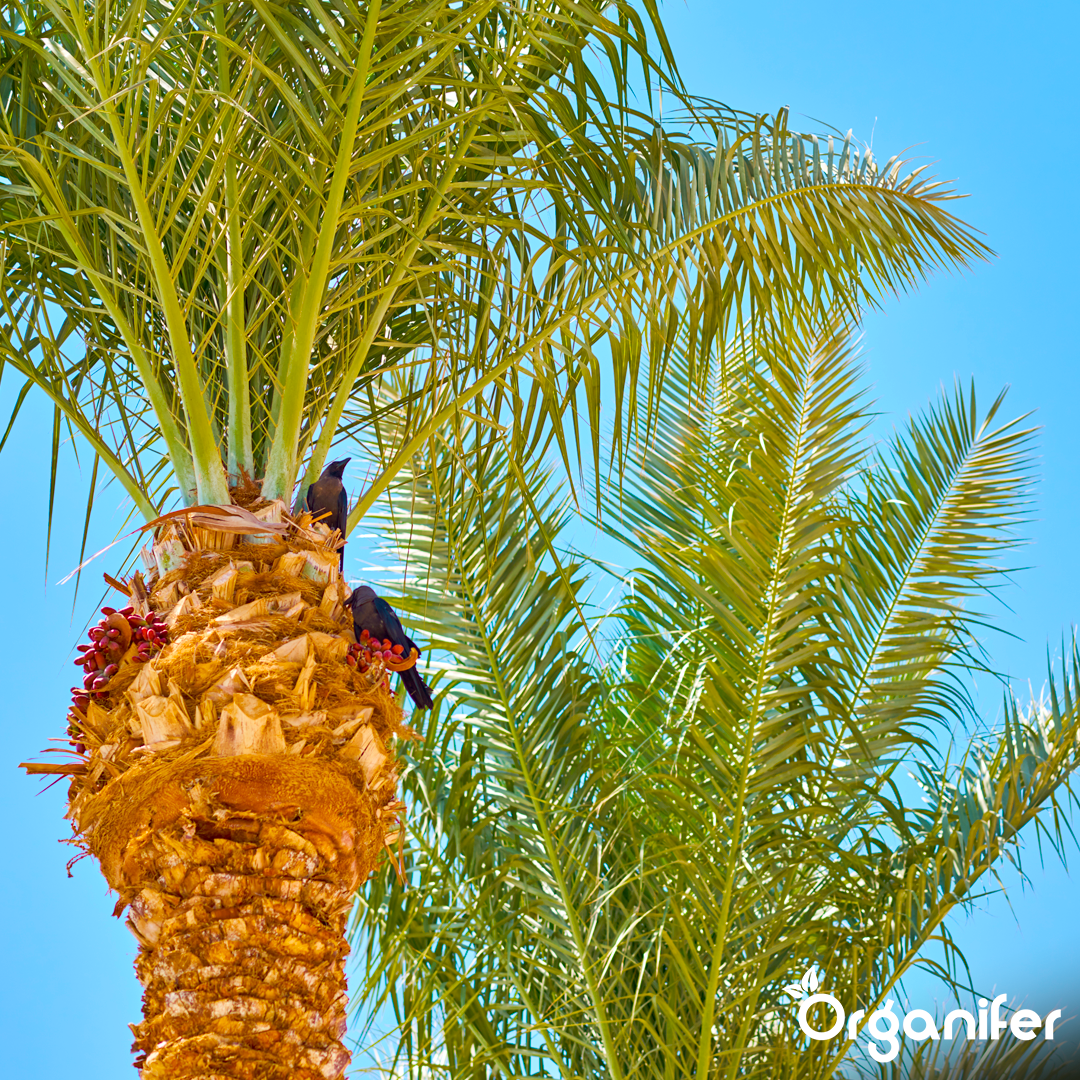 liquid fertiliser Date palm