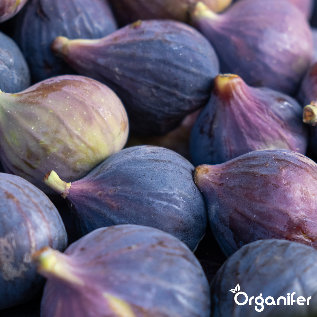 liquid fertiliser fig