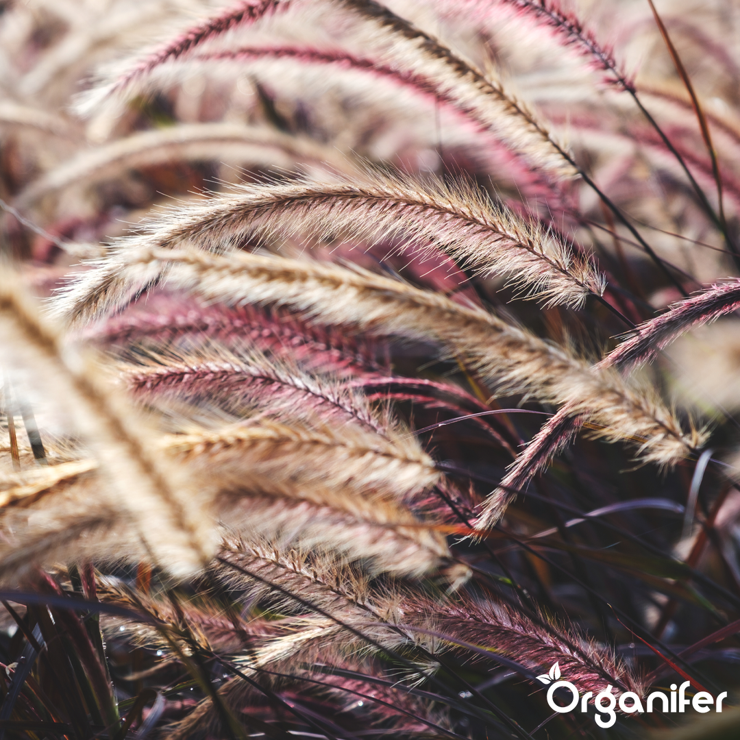 liquid fertiliser Fountain grass