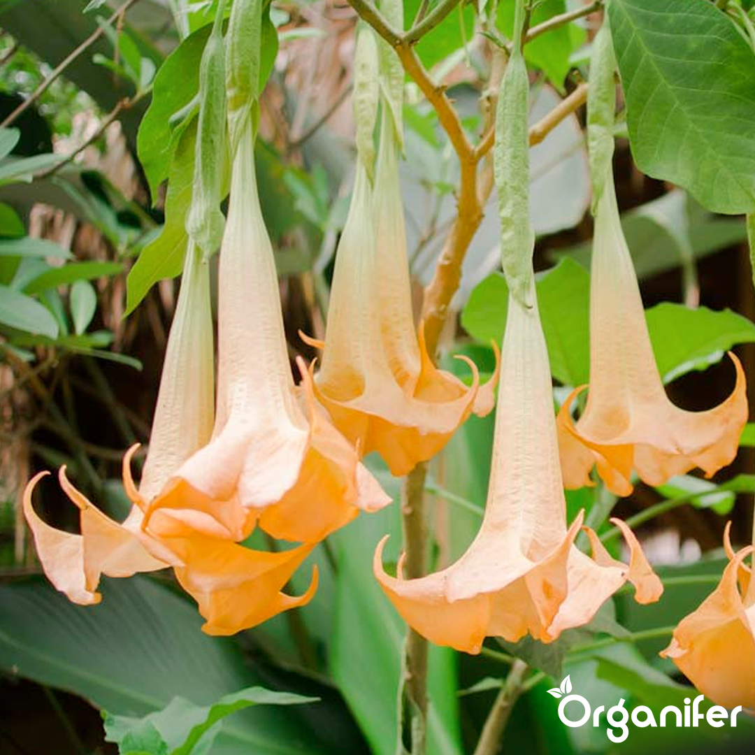 liquid fertiliser Angel trumpet