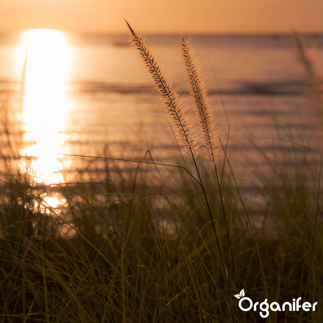 Tekoče gnojilo iz morske trave – 3x1 liter