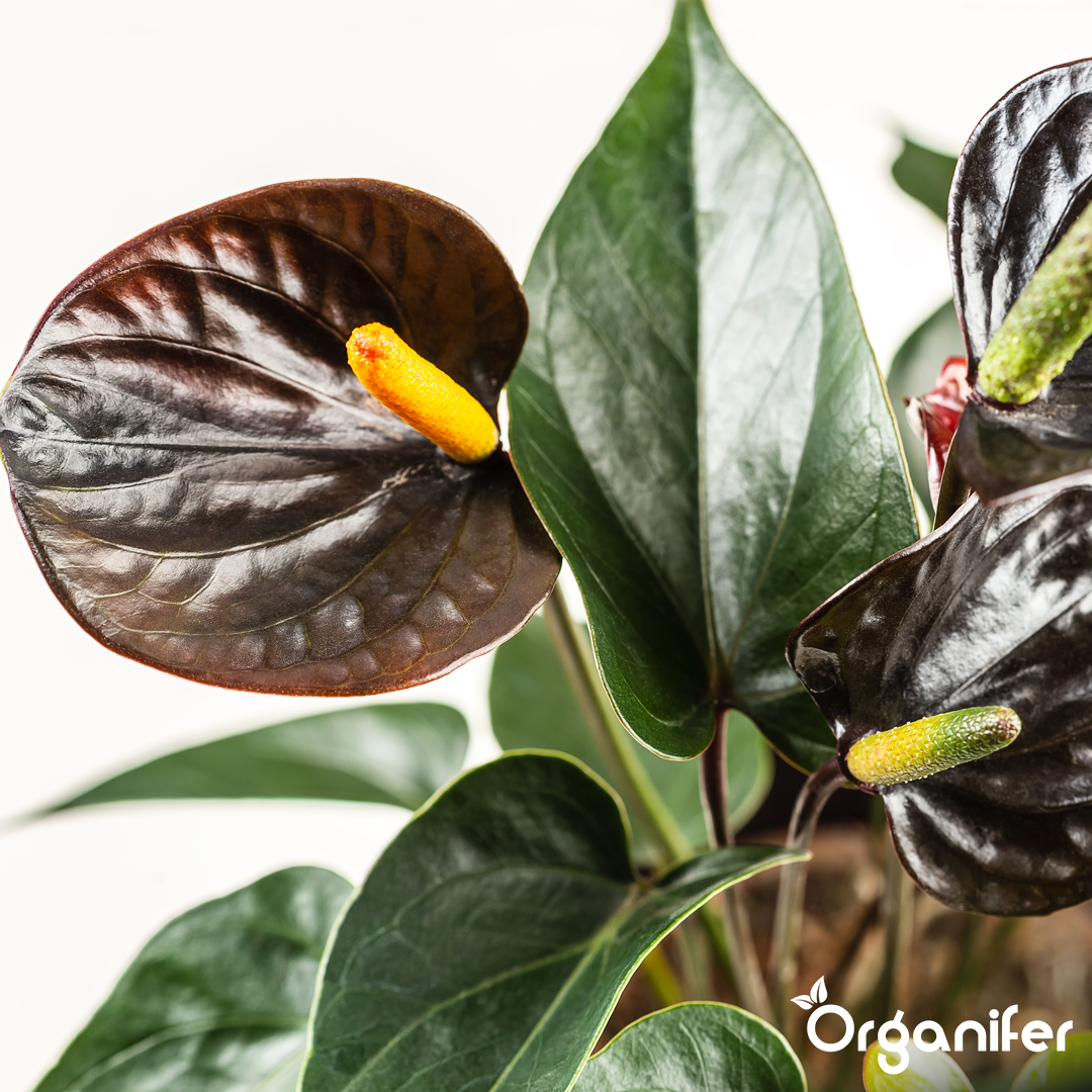 liquid fertiliser Anthurium