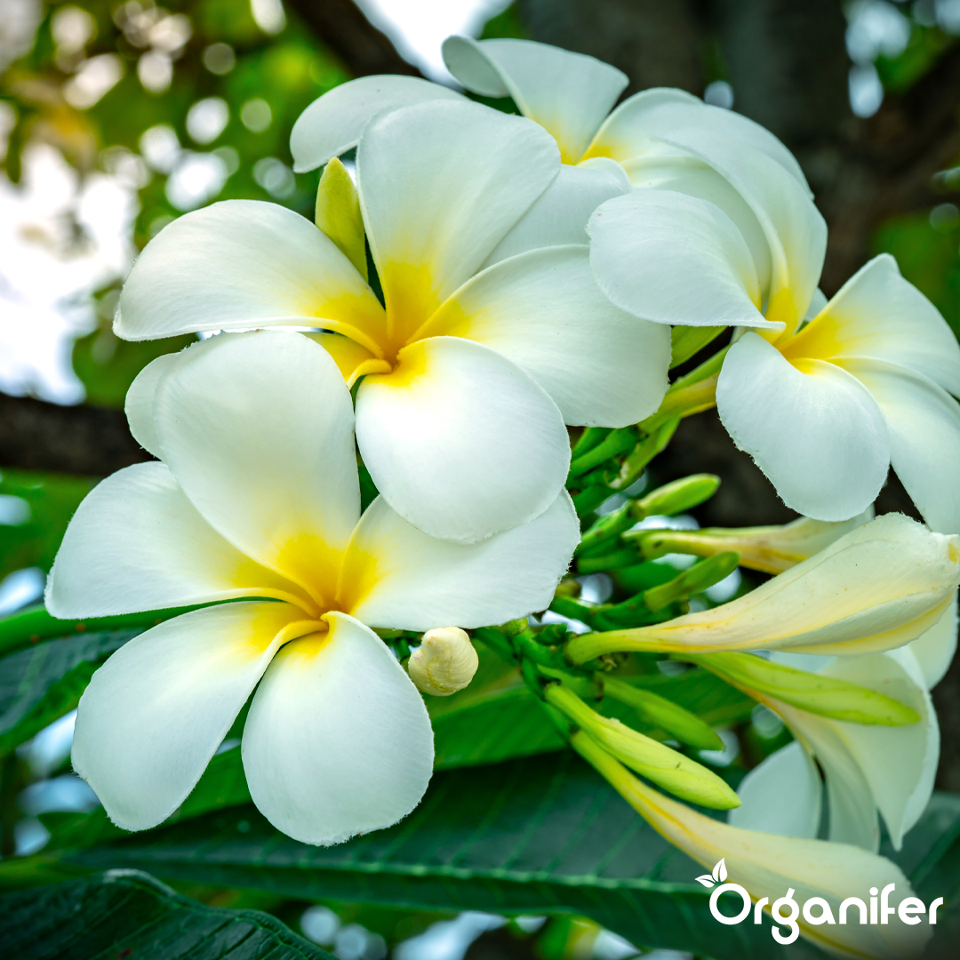 frangipani english