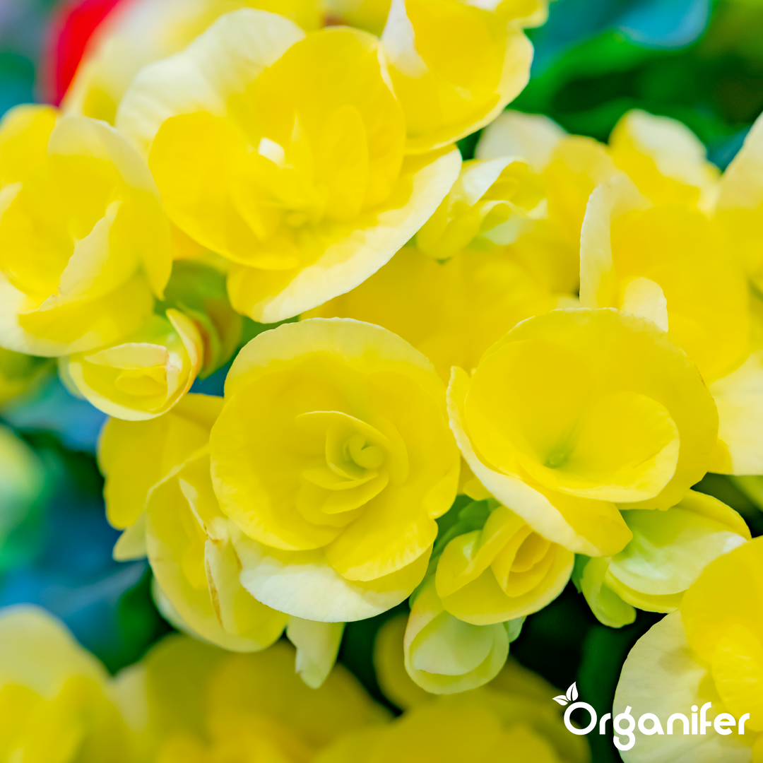 liquid fertiliser Begonia