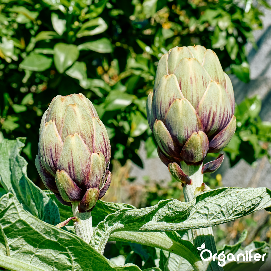 liquid fertiliser artichoke