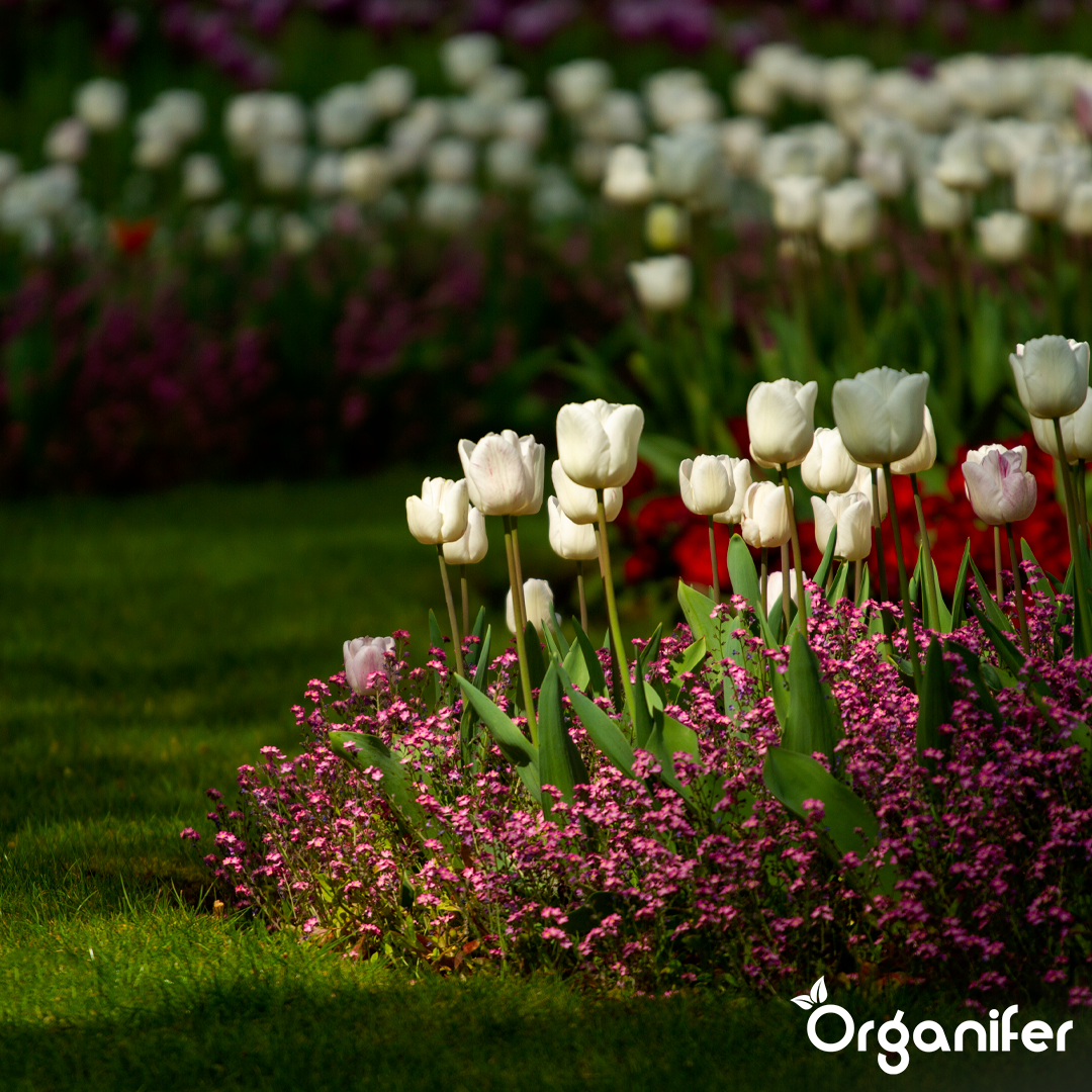 liquid fertiliser Garden